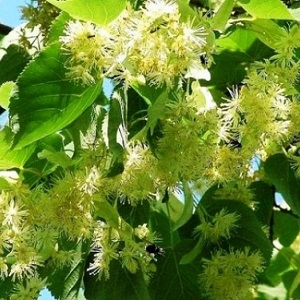 Опилки липовые оптом в Рыбинске от завода-производителя Лигнум Ресурс